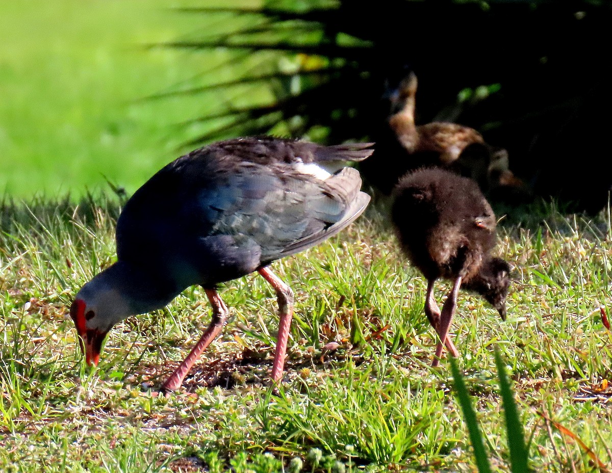 Gray-headed Swamphen - Linda  Fell