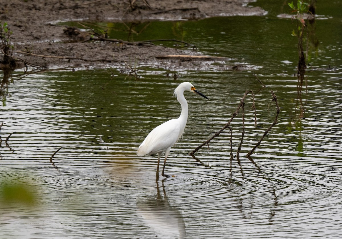 Aigrette neigeuse - ML619678951