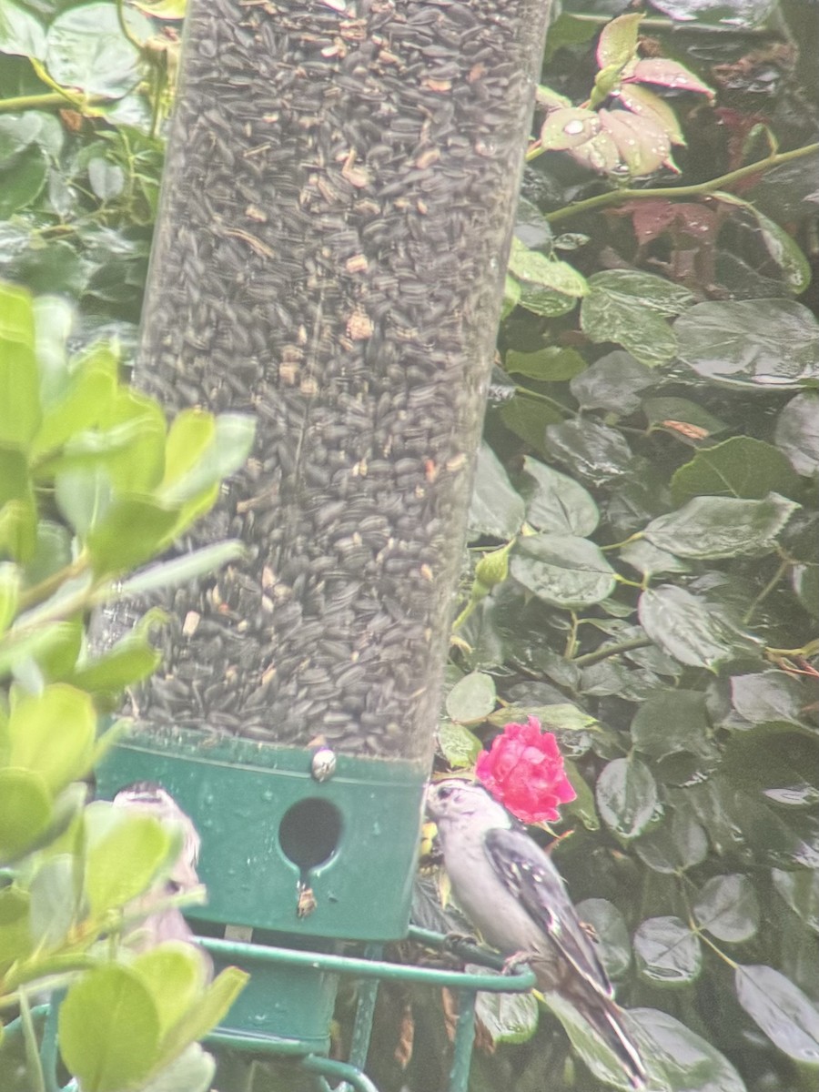 White-breasted Nuthatch - ML619678955