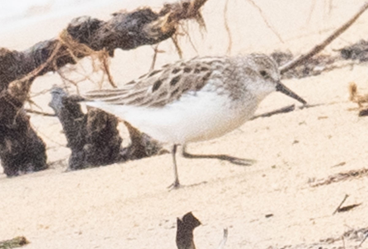 Sanderling - ML619678957