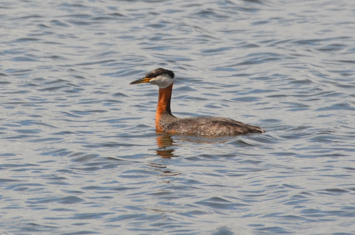 Red-necked Grebe - ML619678982