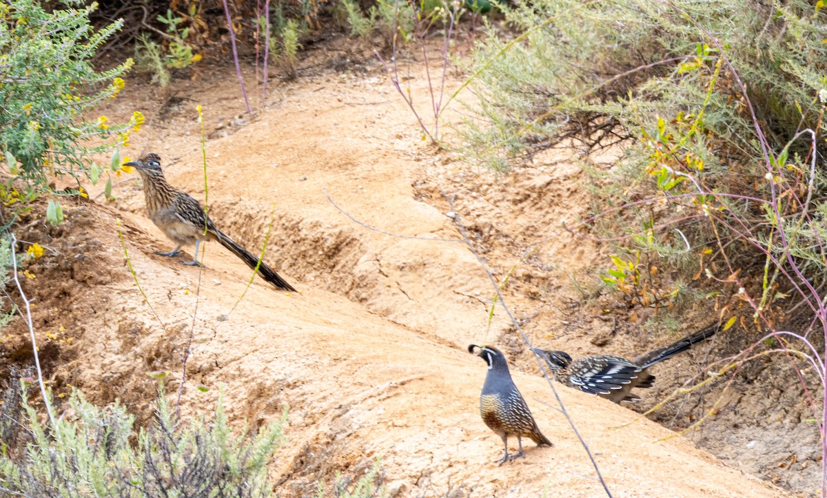 Greater Roadrunner - ML619679002