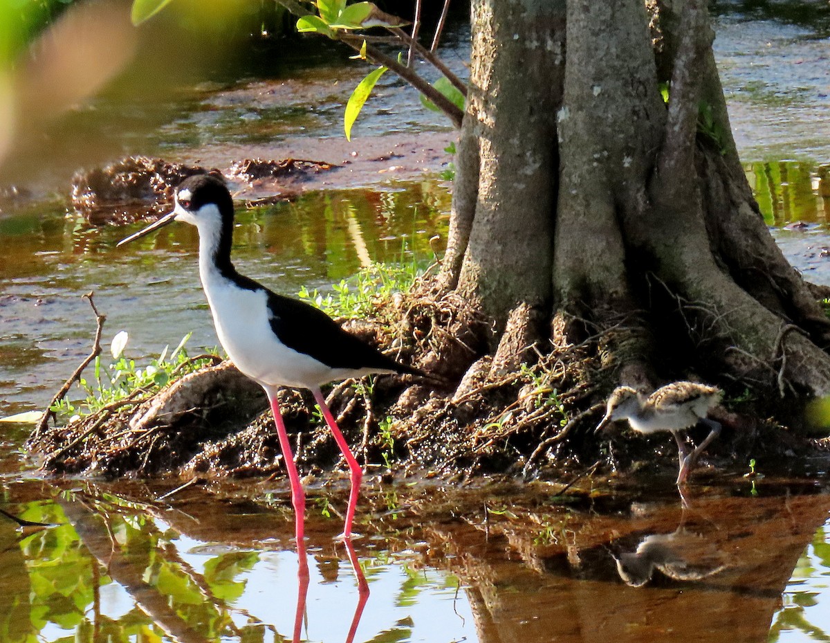 Black-necked Stilt - ML619679003