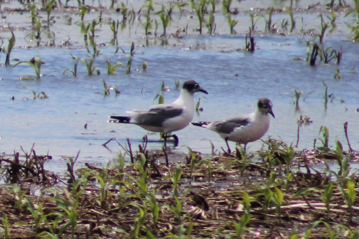 Franklin's Gull - ML619679008