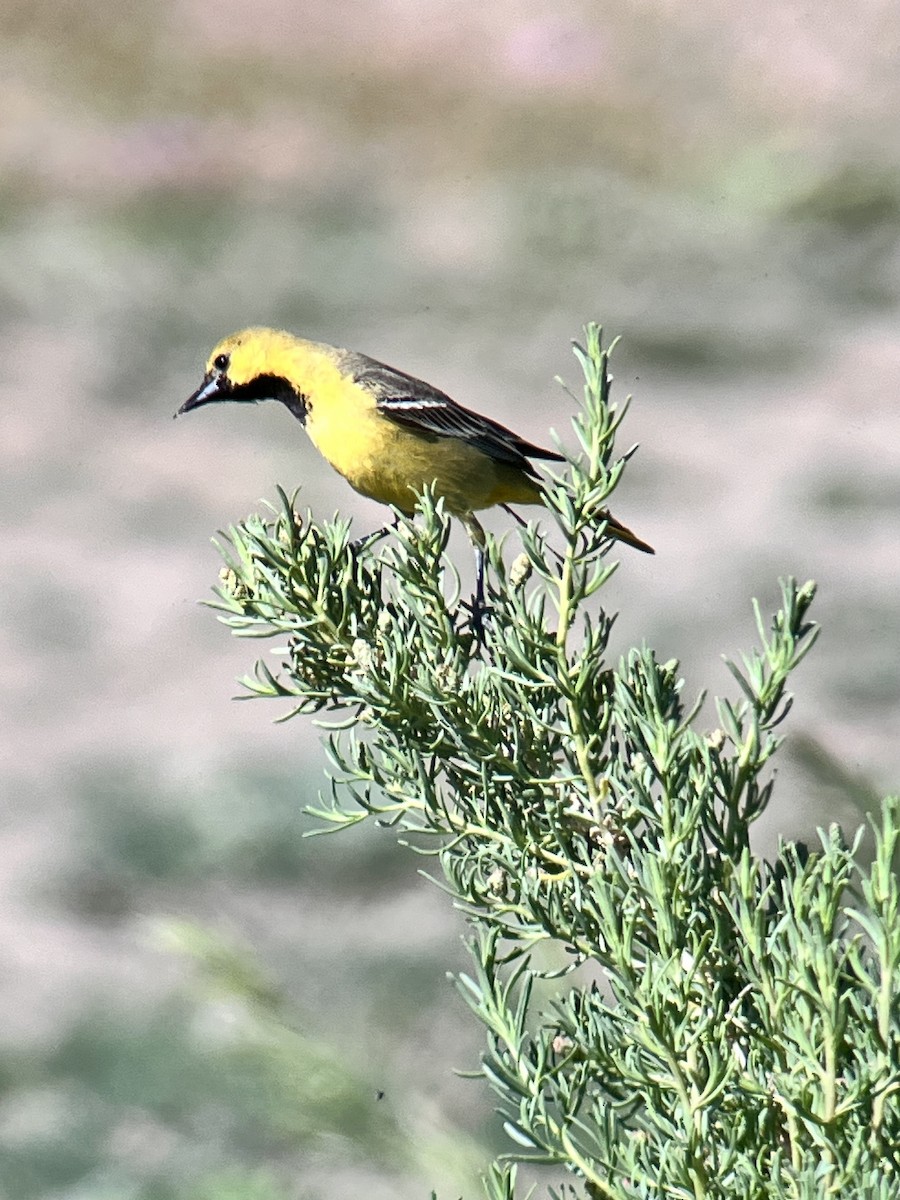 Orchard Oriole - ML619679040