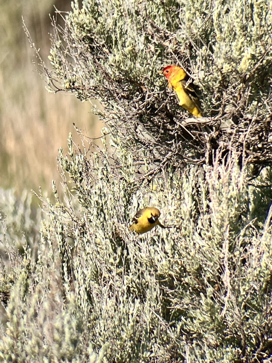 Orchard Oriole - ML619679047