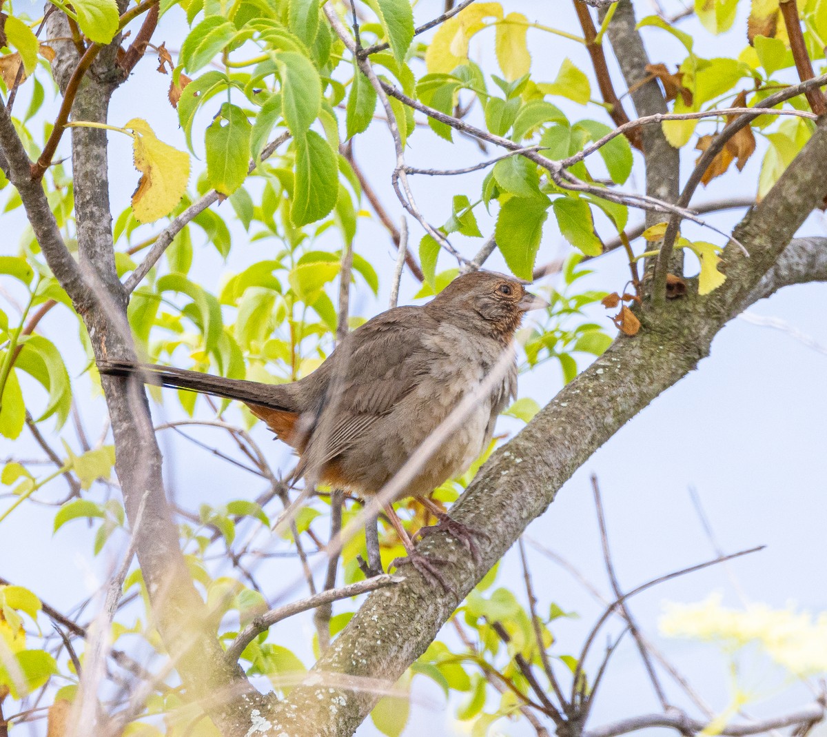 California Towhee - ML619679049