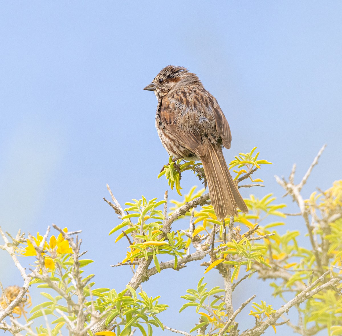 Song Sparrow - ML619679057