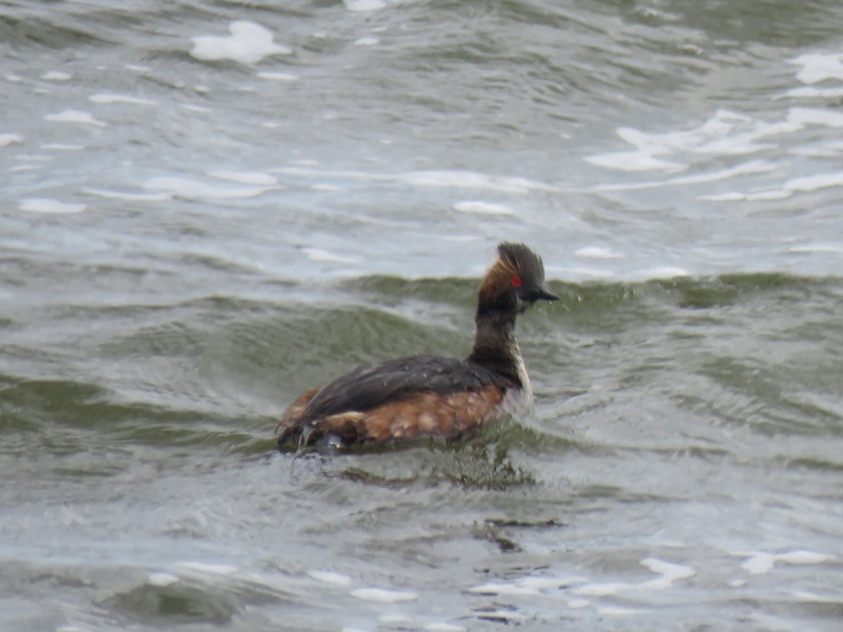 Eared Grebe - ML619679060