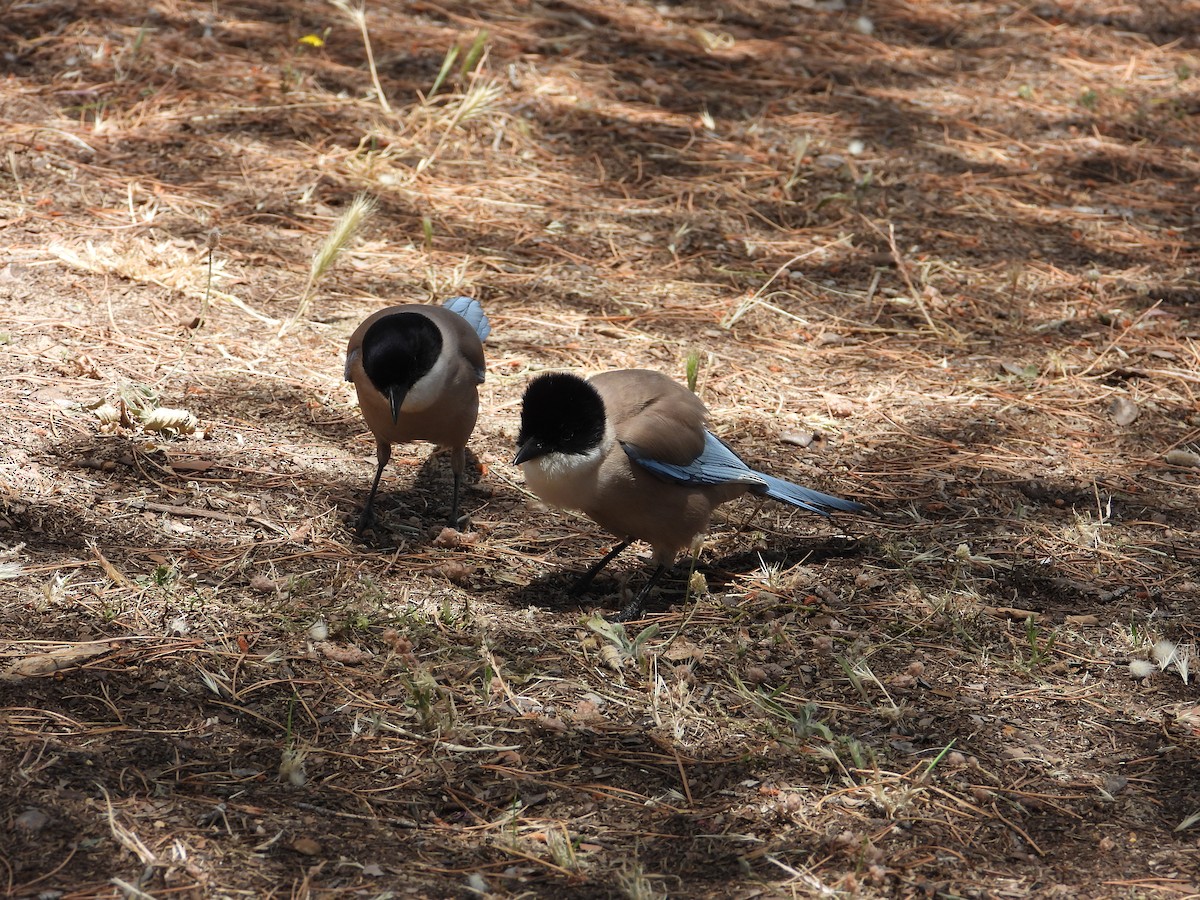 Iberian Magpie - ML619679068