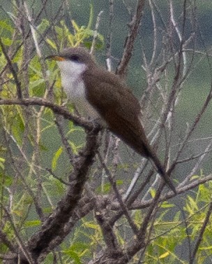 Yellow-billed Cuckoo - ML619679087