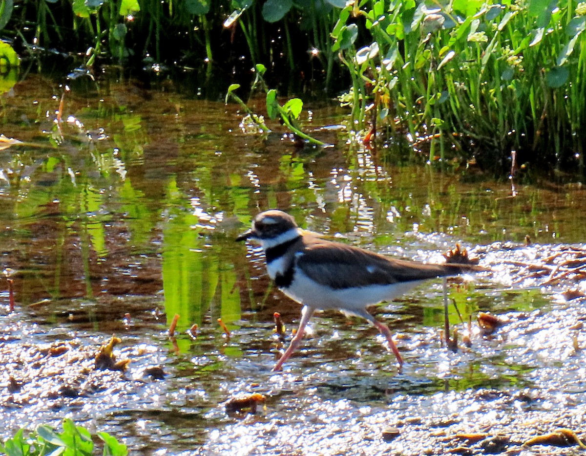 Killdeer - ML619679088