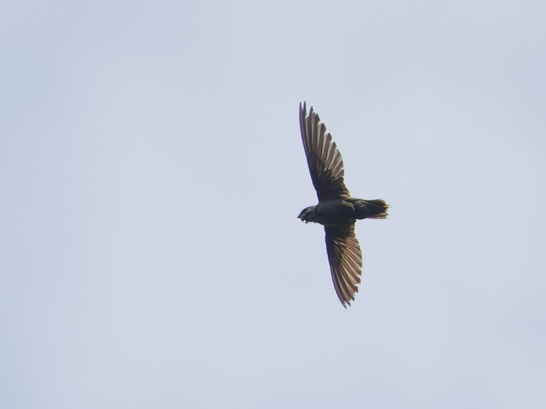 Chimney Swift - ML619679095