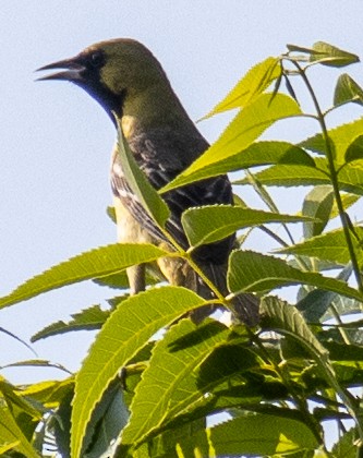 Orchard Oriole - ML619679115