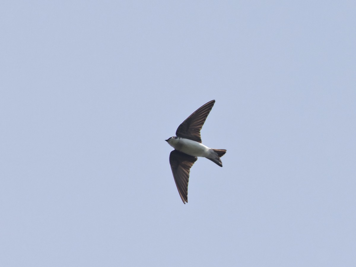 Golondrina Bicolor - ML619679130