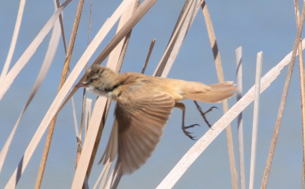 Great Reed Warbler - ML619679134