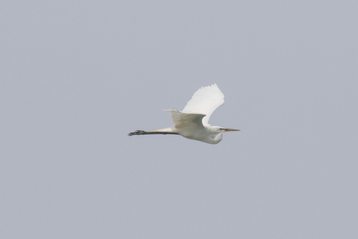 Great Egret - ML619679138