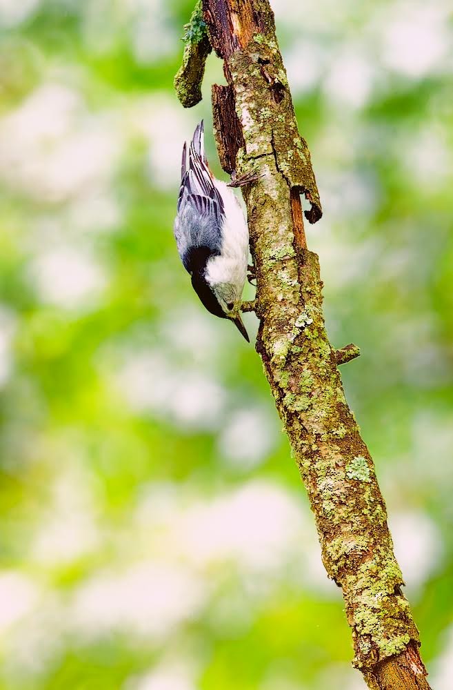 White-breasted Nuthatch - ML619679150