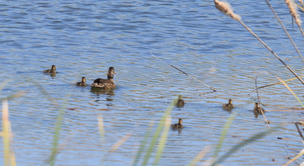 Mallard - ML619679180