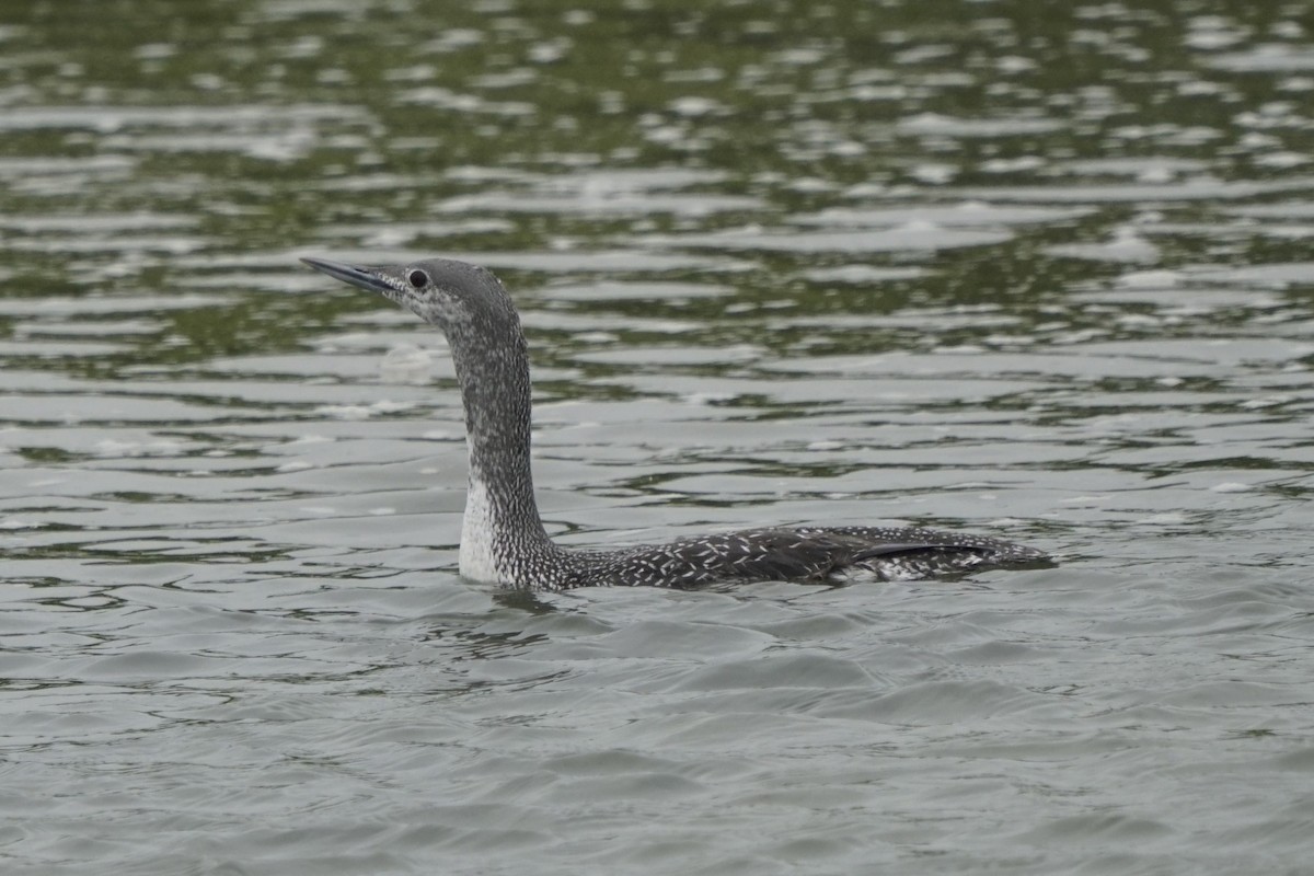 Red-throated Loon - ML619679183