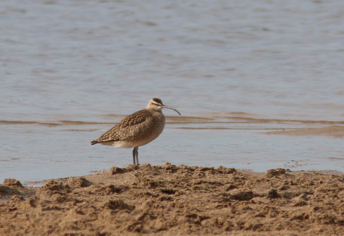 Regenbrachvogel - ML619679197