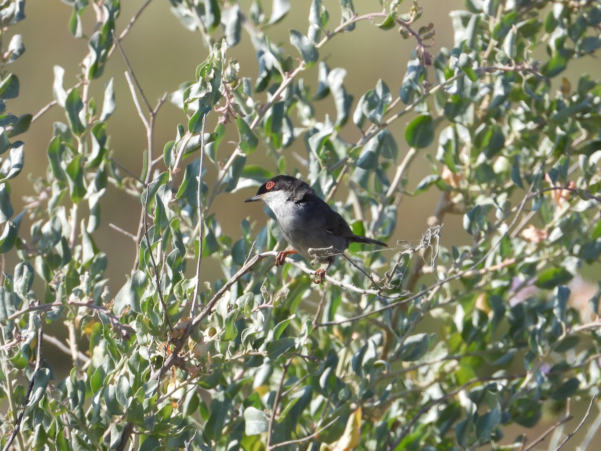 Sardinian Warbler - ML619679210