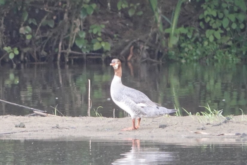 Common Merganser - ML619679214