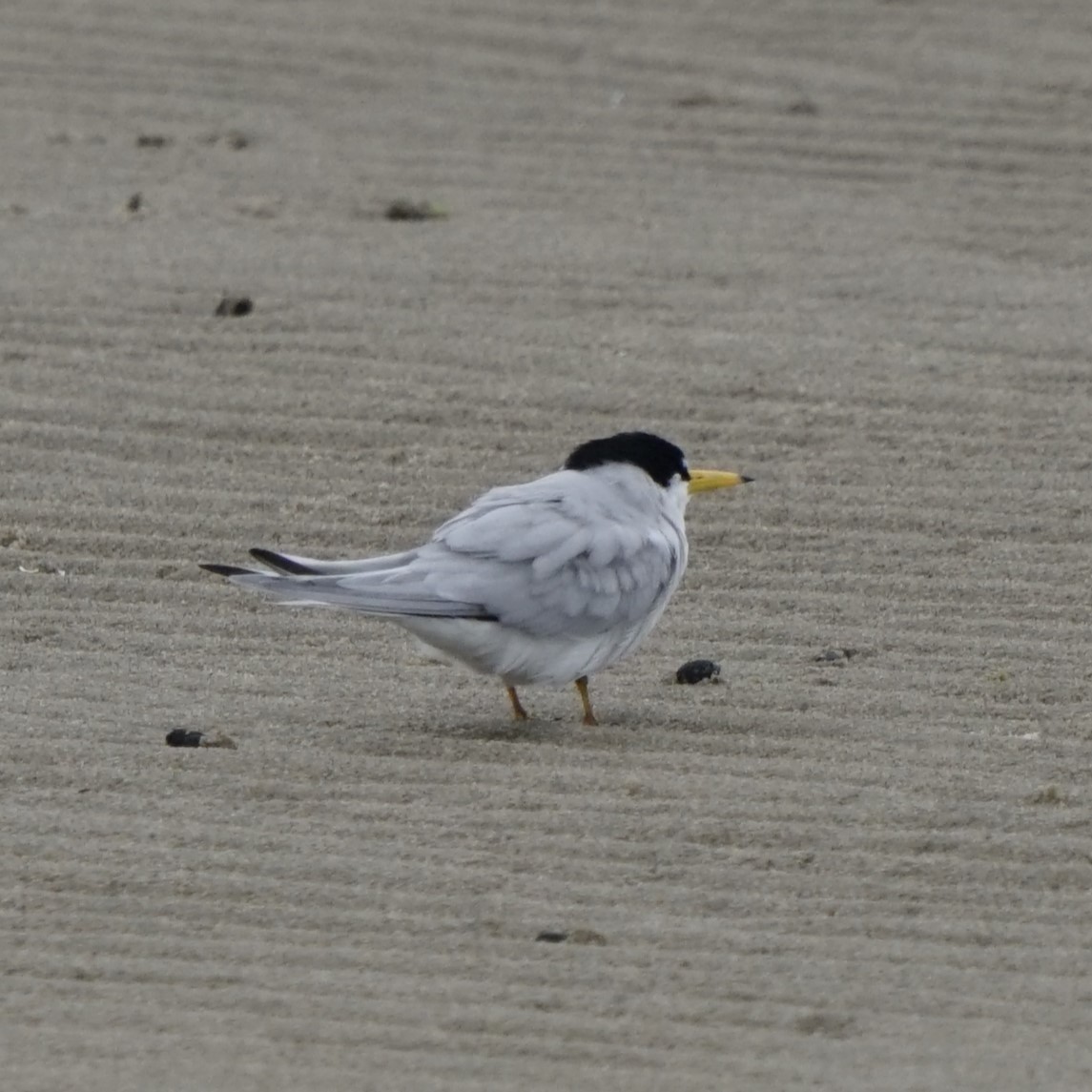 Least Tern - Joe Weisbord