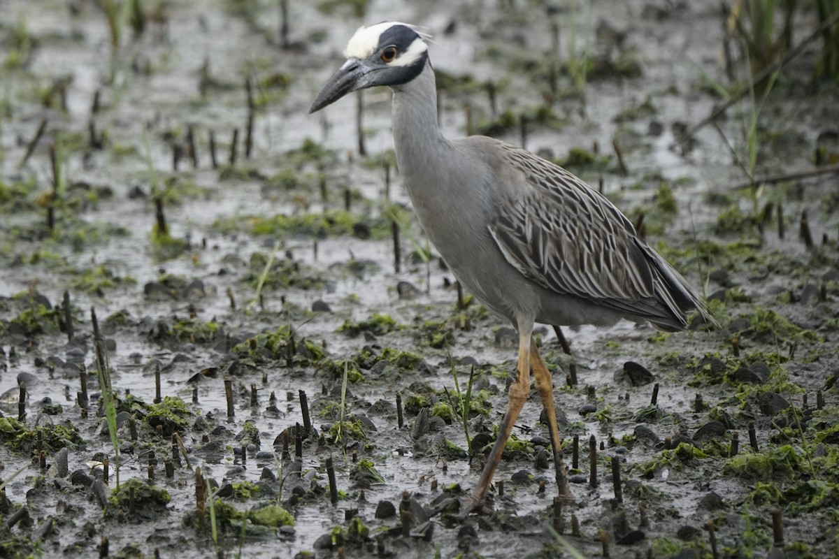 Yellow-crowned Night Heron - ML619679233