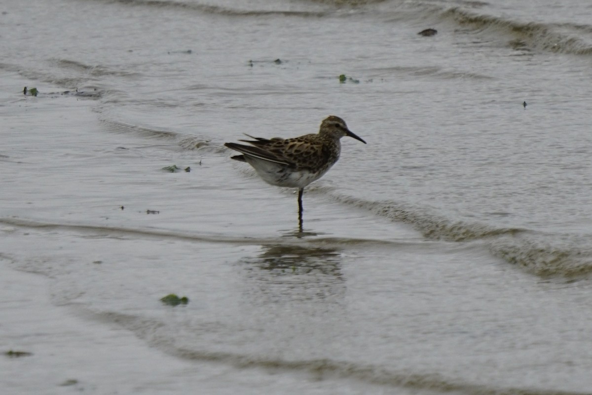 White-rumped Sandpiper - Joe Weisbord