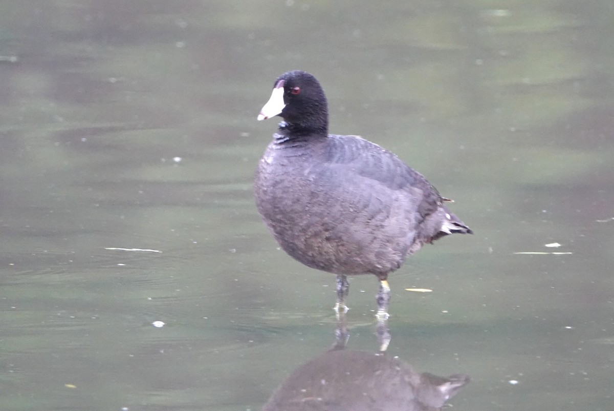 American Coot - ML619679265