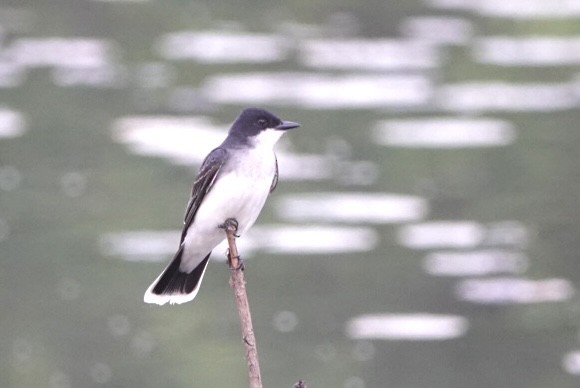 Eastern Kingbird - ML619679273