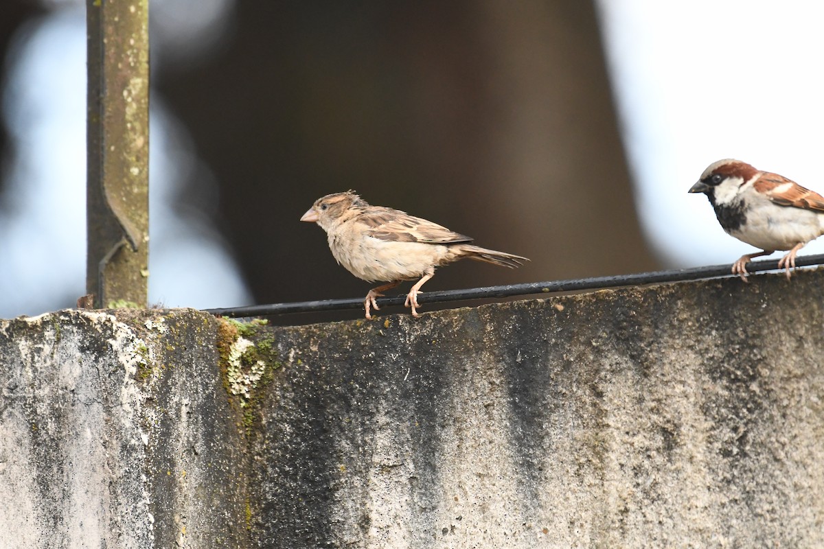 Moineau domestique - ML619679292