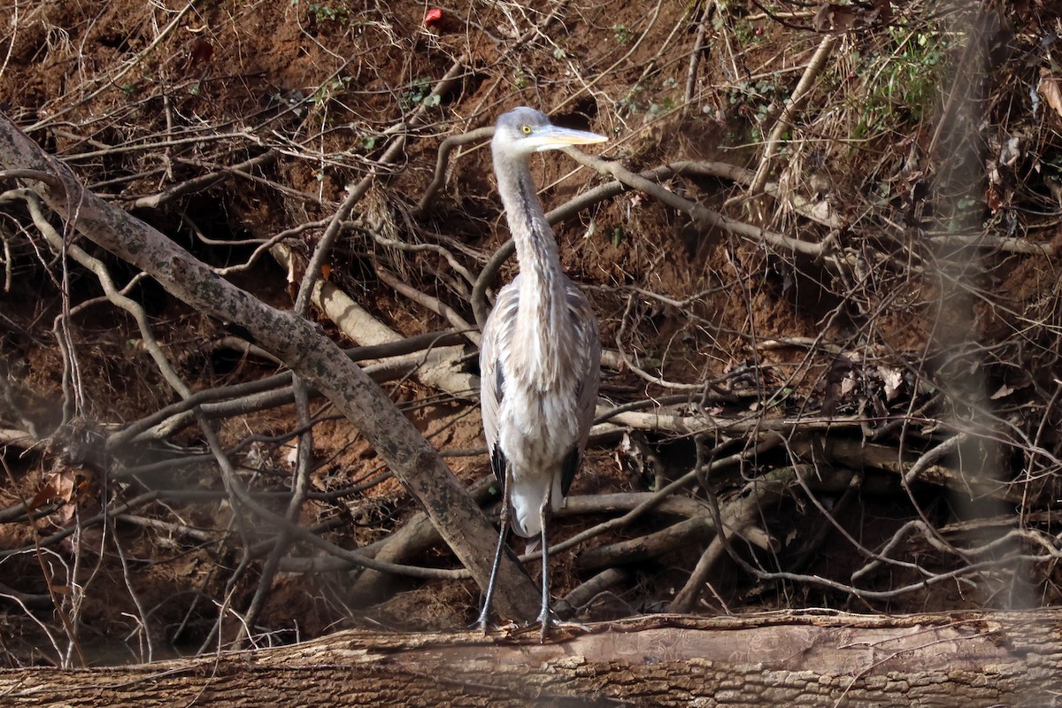 Great Blue Heron - ML619679307