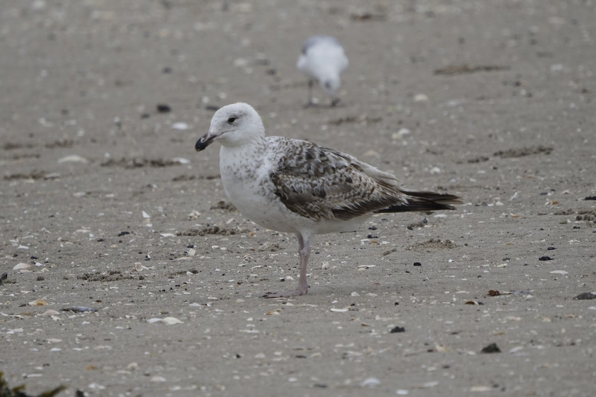 Great Black-backed Gull - Joe Weisbord