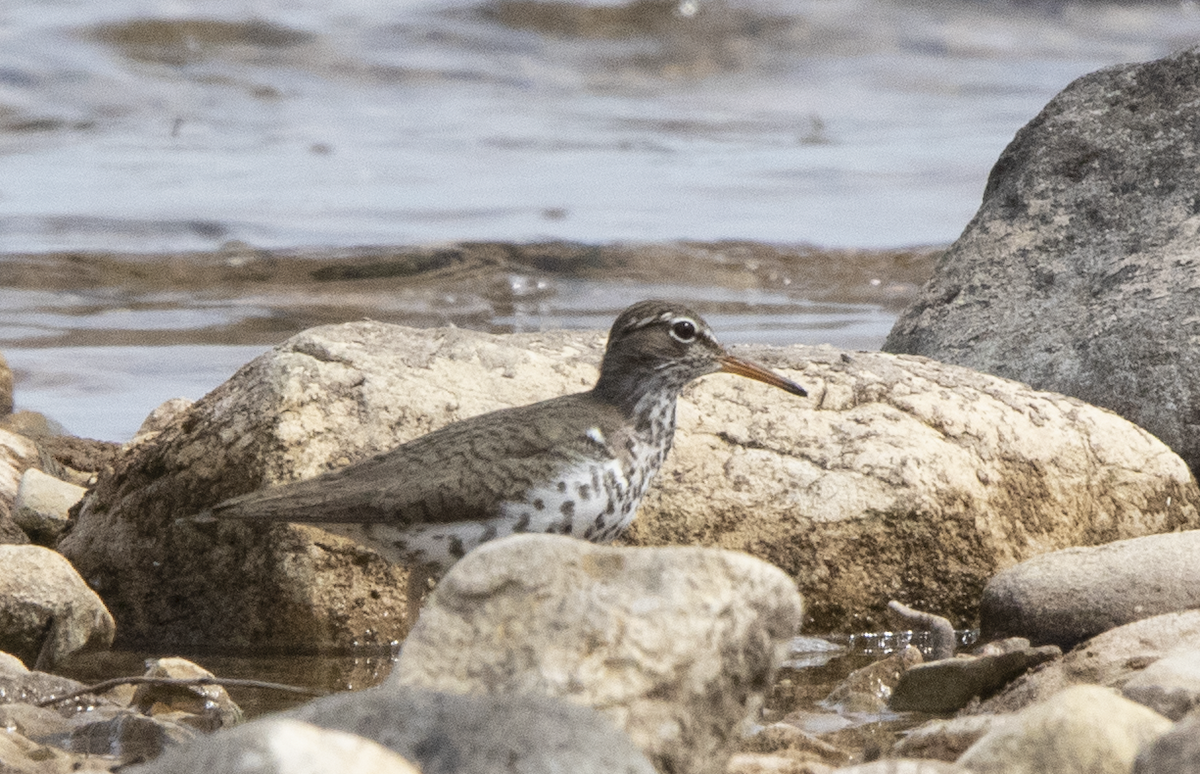 Spotted Sandpiper - ML619679324