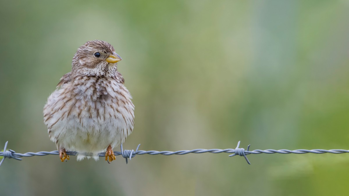 Corn Bunting - ML619679326