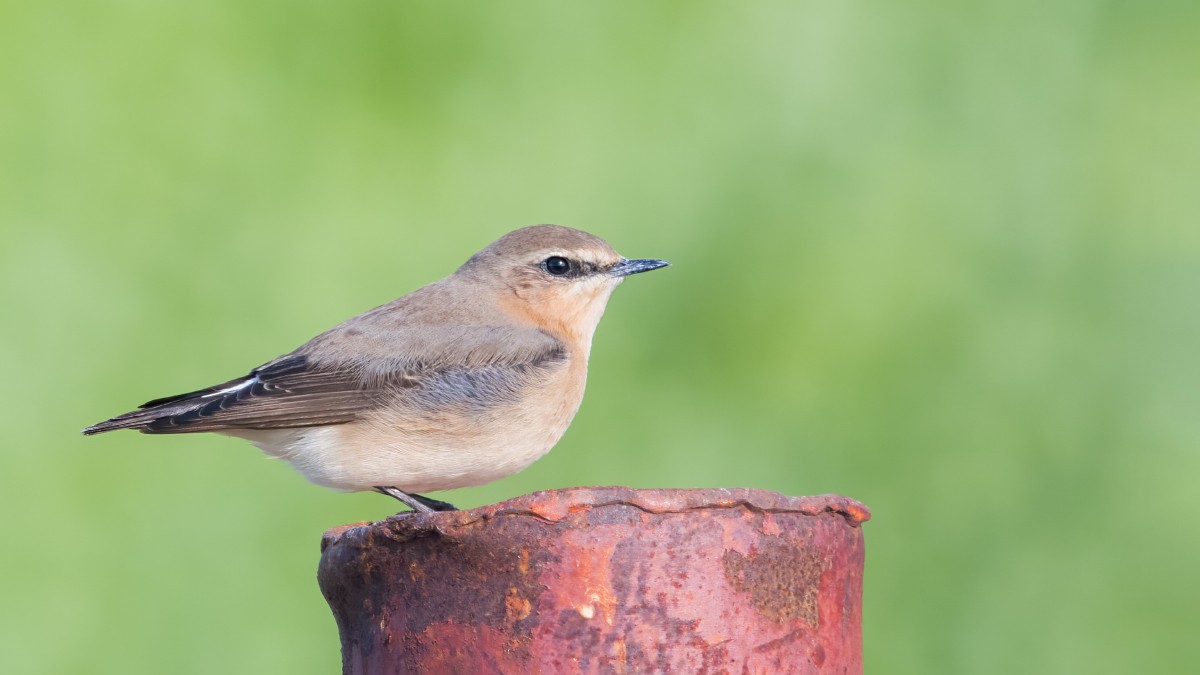 Northern Wheatear - ML619679333