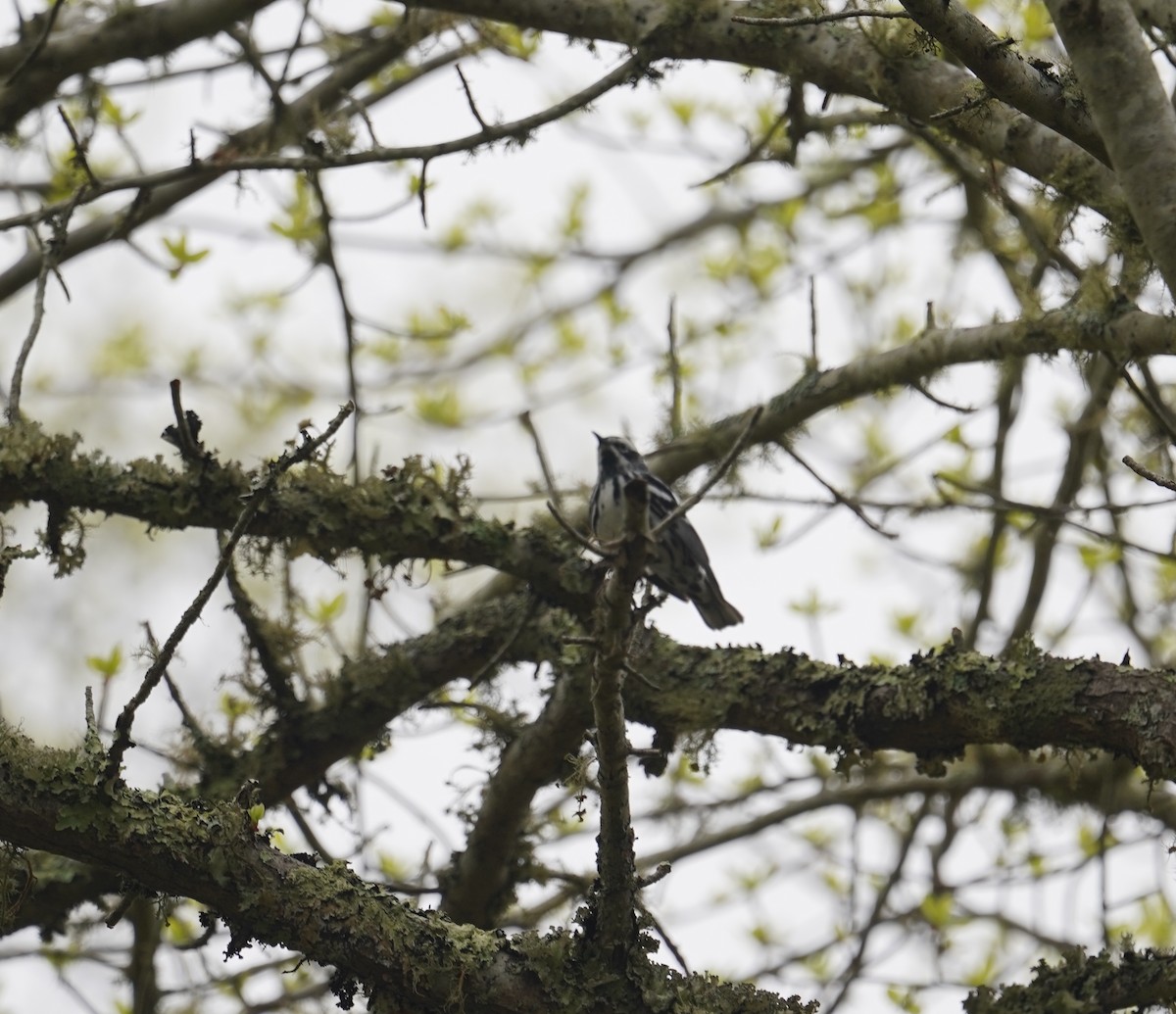 Black-and-white Warbler - ML619679342