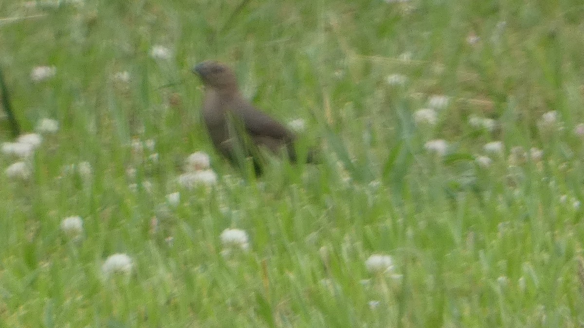 Brown-headed Cowbird - ML619679352