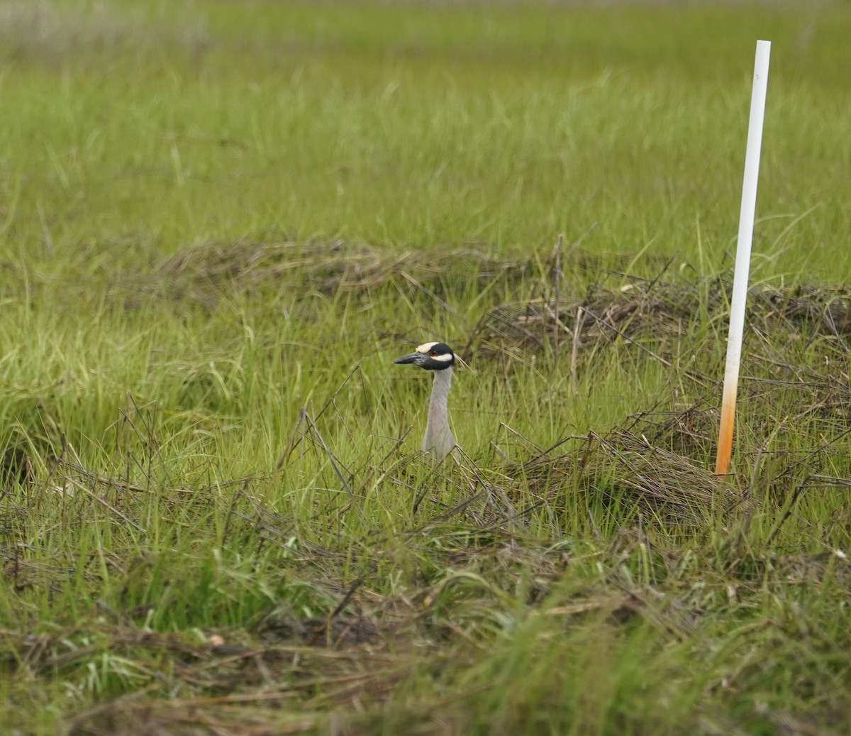 Yellow-crowned Night Heron - ML619679363