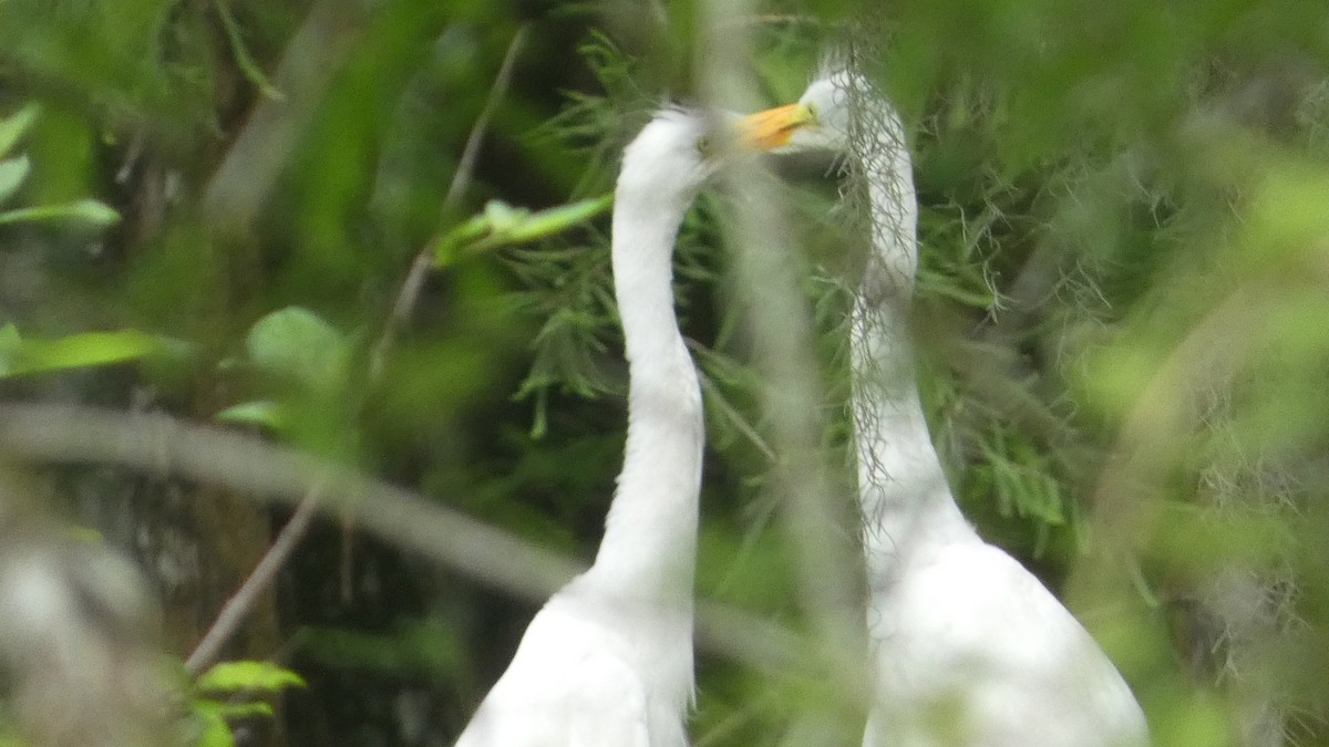 Great Egret - ML619679377