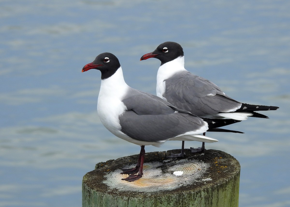 Laughing Gull - ML619679389