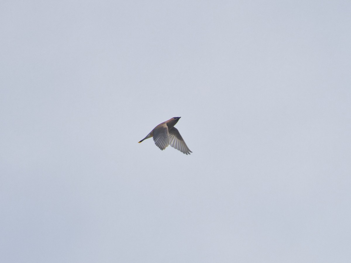 Cedar Waxwing - ML619679391