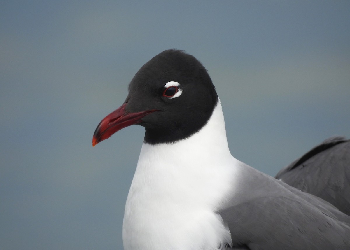 Mouette atricille - ML619679392