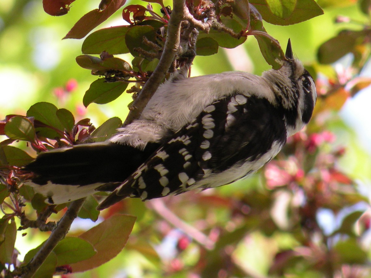 Downy Woodpecker - ML619679399