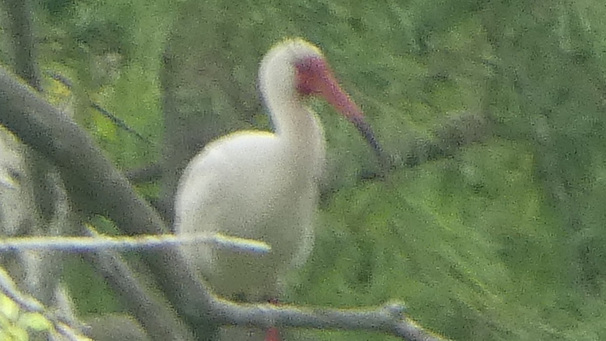 White Ibis - ML619679408