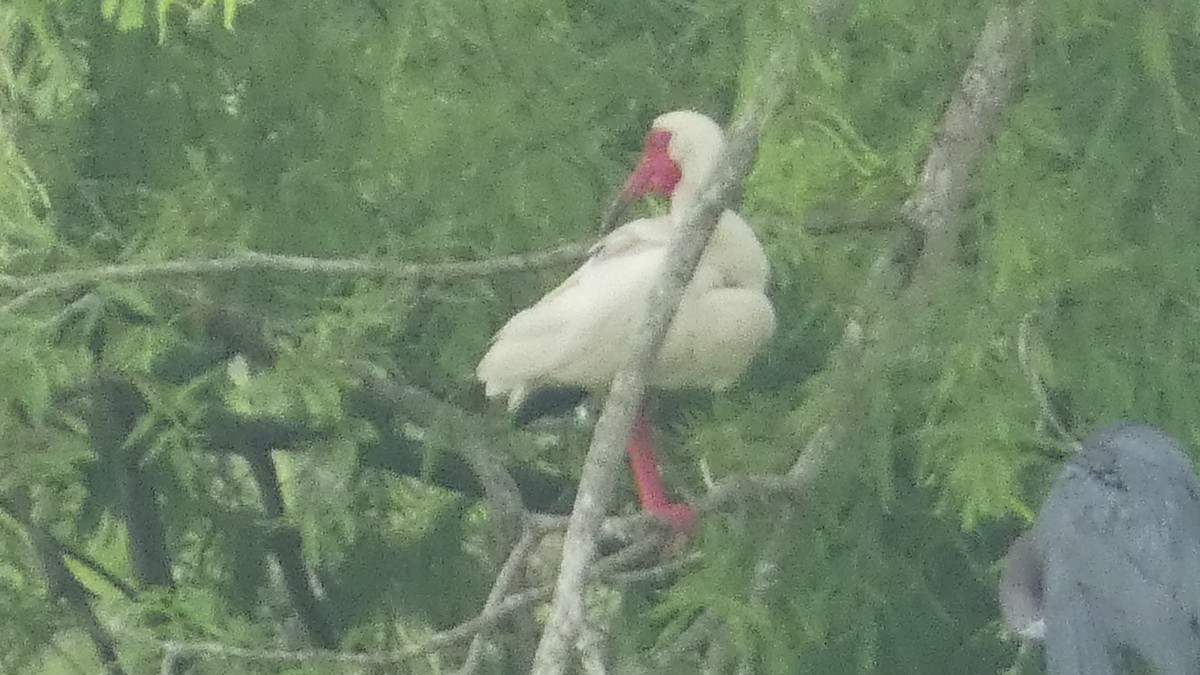 White Ibis - ML619679411