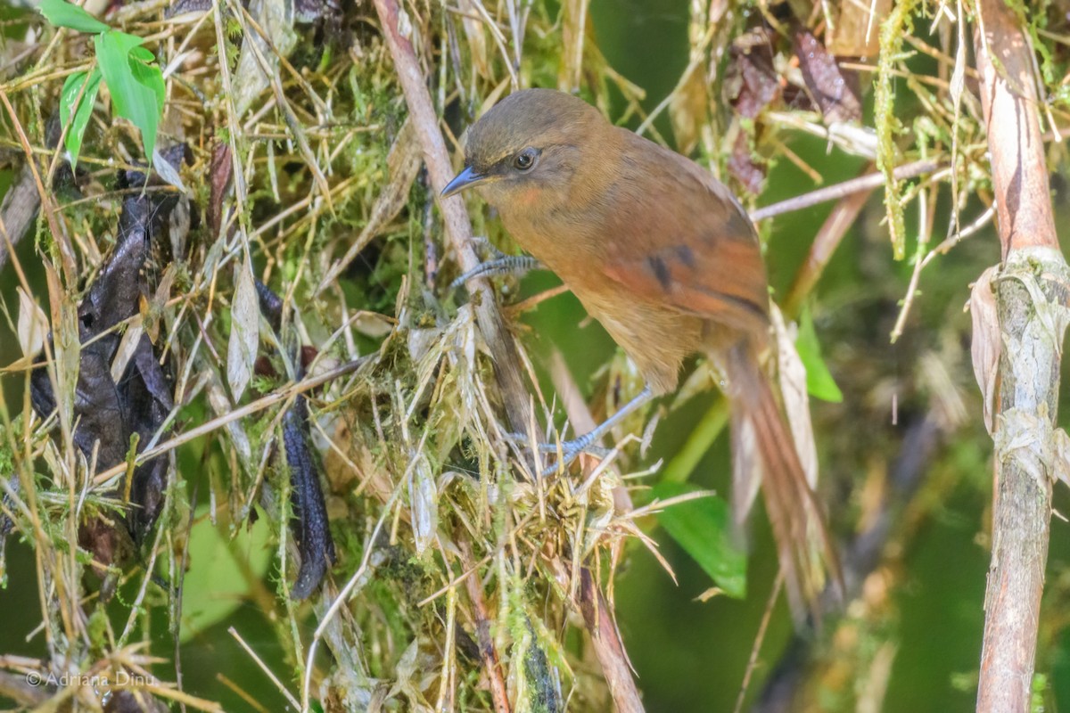 Rufous Spinetail - ML619679423