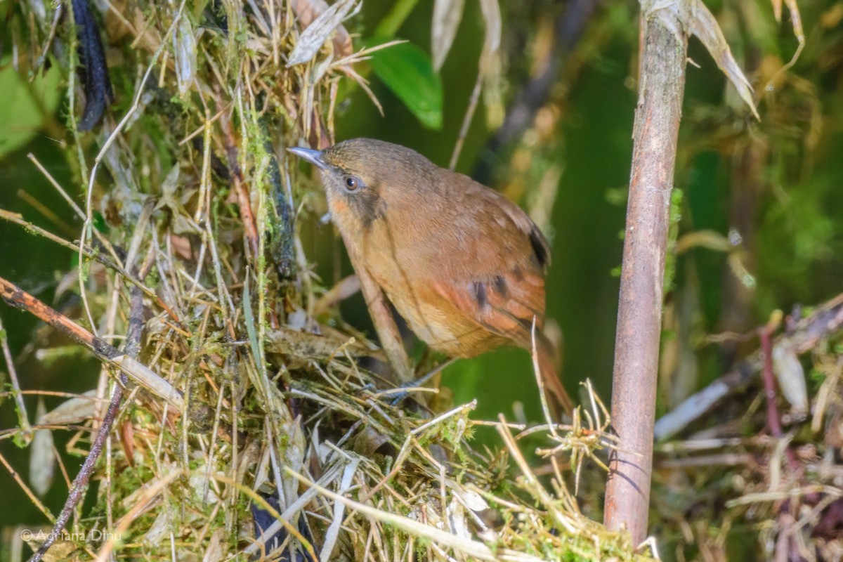 Rufous Spinetail - ML619679424